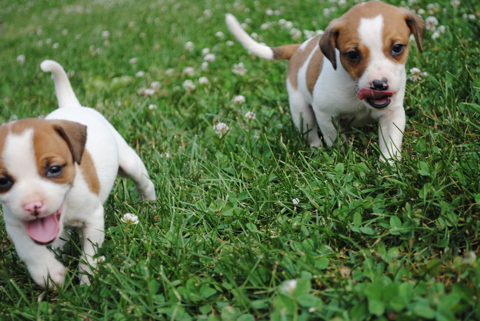 Mountain Feist Puppies: The Ultimate Guide to this Energetic Breed ...